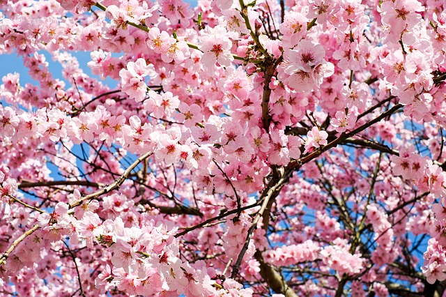 もし 桜の花粉で激しい症状が出るなら日本人は花見をやめるのか サードプレイス ブログ 私と一緒に人生を 拡張 しませんか